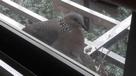 斑鳩幼鳥死亡 三色人講五色話是什麼意思